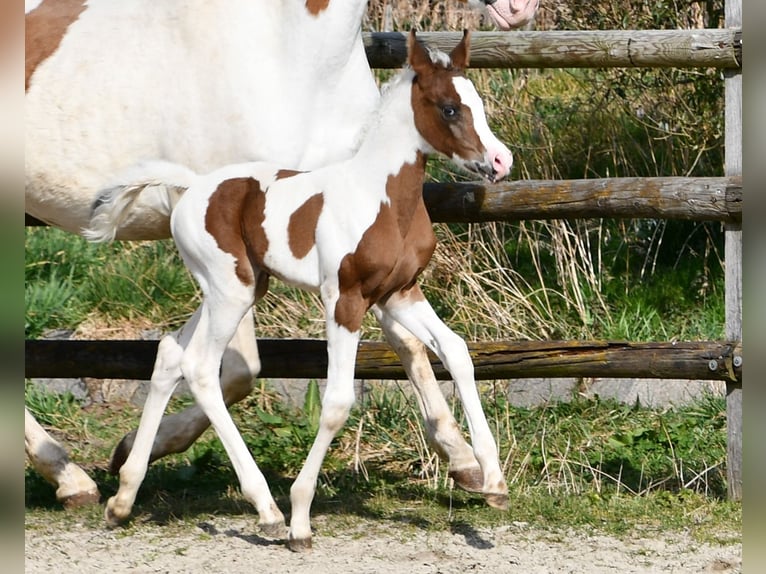 Koń półkrwi arabskiej (Arabian Partbred) Klacz 1 Rok 153 cm Tobiano wszelkich maści in Mörsdorf