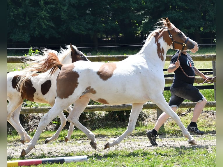 Koń półkrwi arabskiej (Arabian Partbred) Klacz 1 Rok 153 cm Tobiano wszelkich maści in Mörsdorf