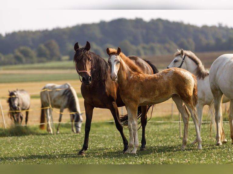 Koń półkrwi arabskiej (Arabian Partbred) Klacz 1 Rok 154 cm Kasztanowatodereszowata in Hohenstein Bernloch