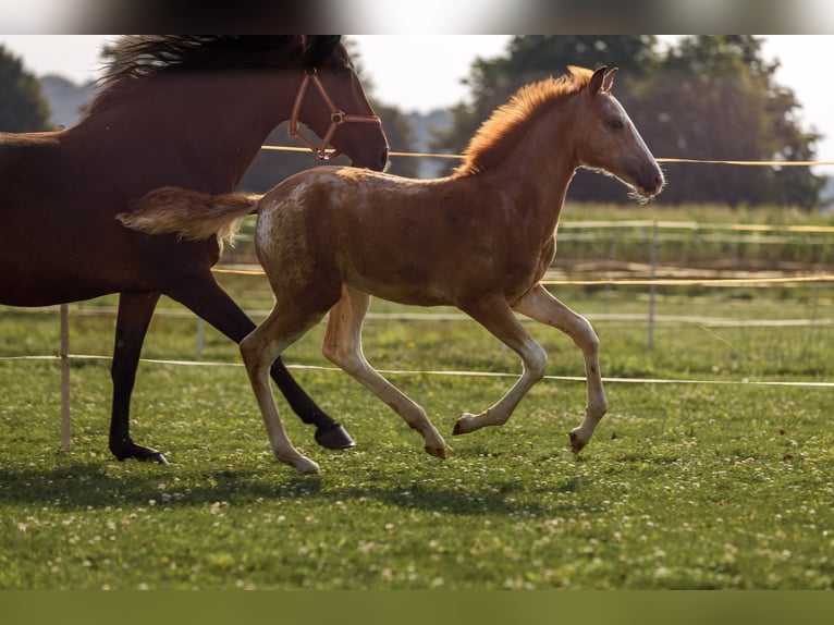 Koń półkrwi arabskiej (Arabian Partbred) Klacz 1 Rok 154 cm Kasztanowatodereszowata in Hohenstein Bernloch