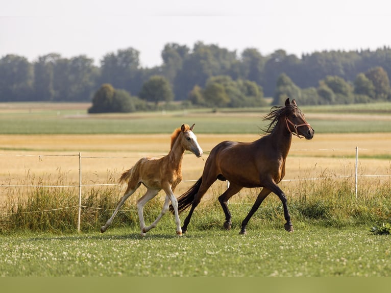 Koń półkrwi arabskiej (Arabian Partbred) Klacz 1 Rok 154 cm Kasztanowatodereszowata in Hohenstein Bernloch