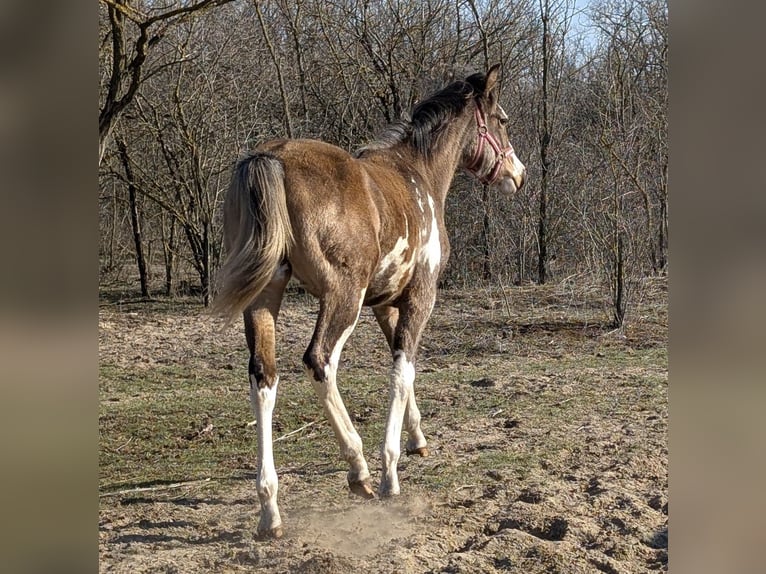 Koń półkrwi arabskiej (Arabian Partbred) Klacz 1 Rok 164 cm Srokata in Bócsa