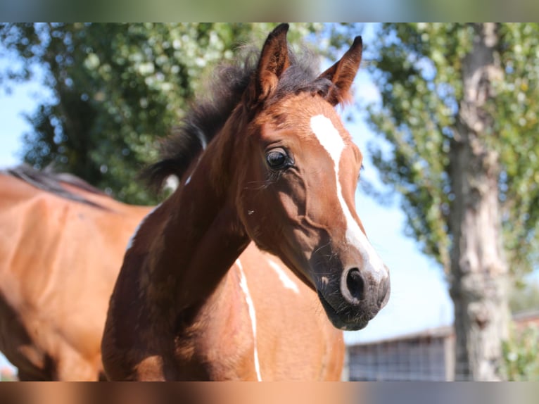 Koń półkrwi arabskiej (Arabian Partbred) Mix Klacz 1 Rok Srokata in Hooglede