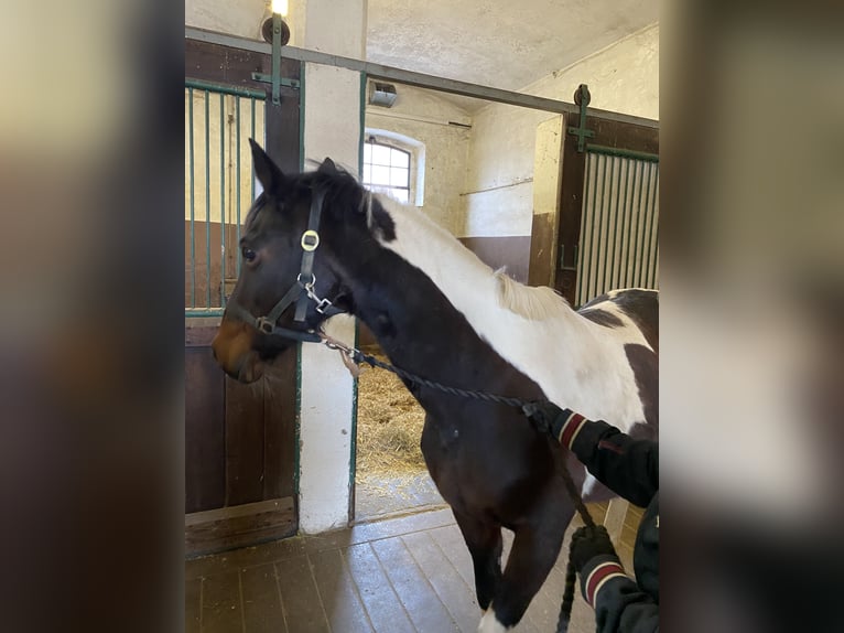 Koń półkrwi arabskiej (Arabian Partbred) Klacz 21 lat 152 cm Srokata in Herzberg