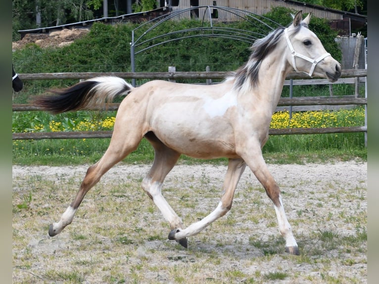 Koń półkrwi arabskiej (Arabian Partbred) Klacz 2 lat 155 cm Jelenia in Düsseldorf