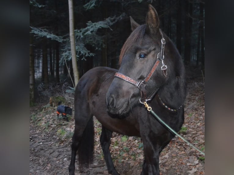 Koń półkrwi arabskiej (Arabian Partbred) Klacz 3 lat 148 cm Kara in Berglen