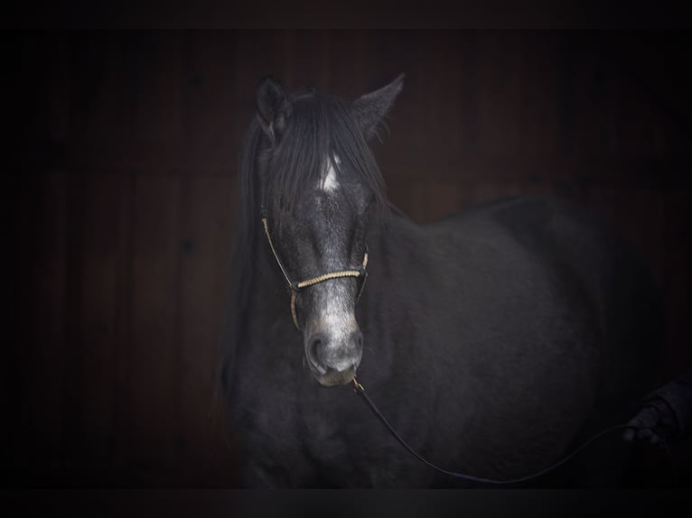 Koń półkrwi arabskiej (Arabian Partbred) Klacz 3 lat 150 cm Formy Brown Falb in Schmalenberg
