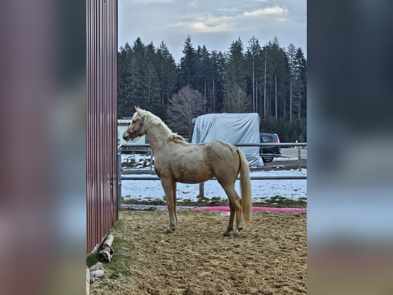 Koń półkrwi arabskiej (Arabian Partbred) Klacz 3 lat 150 cm Izabelowata in Isny im Allgäu