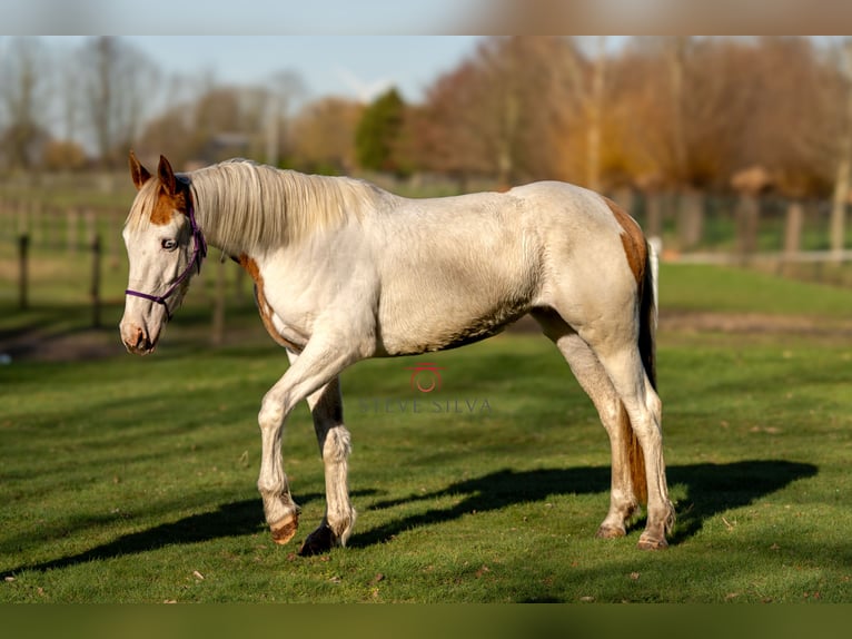 Koń półkrwi arabskiej (Arabian Partbred) Klacz 3 lat 155 cm Srokata in Oud Gastel
