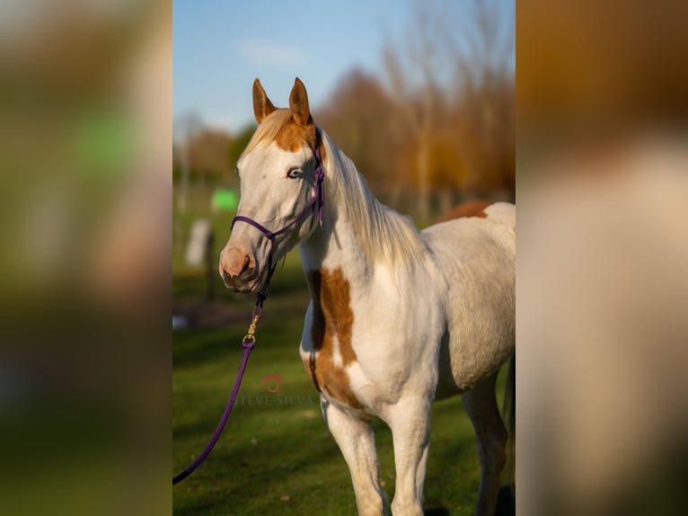 Koń półkrwi arabskiej (Arabian Partbred) Klacz 3 lat 155 cm Srokata in Oud Gastel