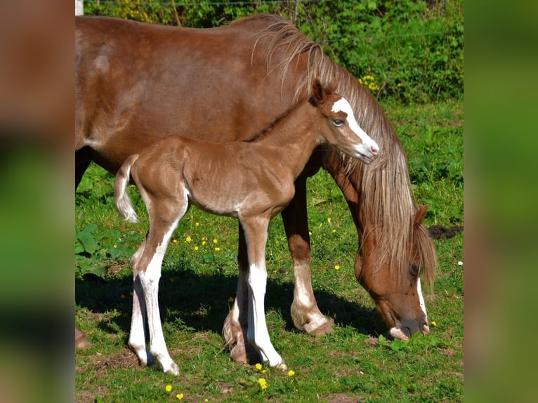 Koń półkrwi arabskiej (Arabian Partbred) Klacz 4 lat 143 cm Gniada in Elvange