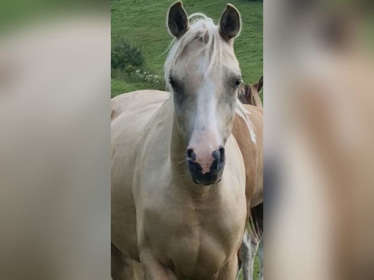 Koń półkrwi arabskiej (Arabian Partbred) Klacz 4 lat 146 cm Izabelowata in Haunetal