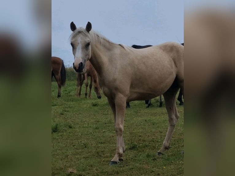 Koń półkrwi arabskiej (Arabian Partbred) Klacz 4 lat 146 cm Izabelowata in Haunetal