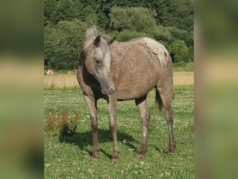 Koń półkrwi arabskiej (Arabian Partbred) Klacz 4 lat 146 cm Izabelowata in Haunetal