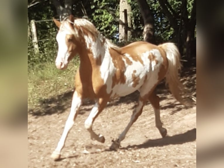 Koń półkrwi arabskiej (Arabian Partbred) Klacz 4 lat 146 cm Izabelowata in Haunetal