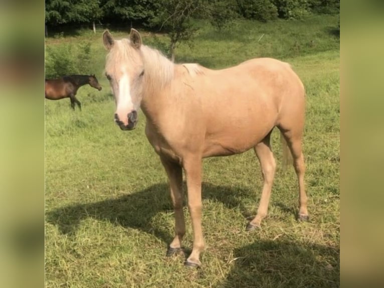 Koń półkrwi arabskiej (Arabian Partbred) Klacz 4 lat 146 cm Izabelowata in Haunetal
