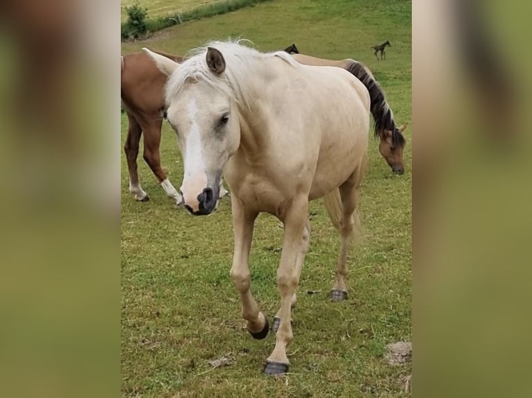 Koń półkrwi arabskiej (Arabian Partbred) Klacz 4 lat 146 cm Izabelowata in Haunetal