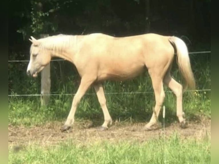 Koń półkrwi arabskiej (Arabian Partbred) Klacz 4 lat 146 cm Izabelowata in Haunetal