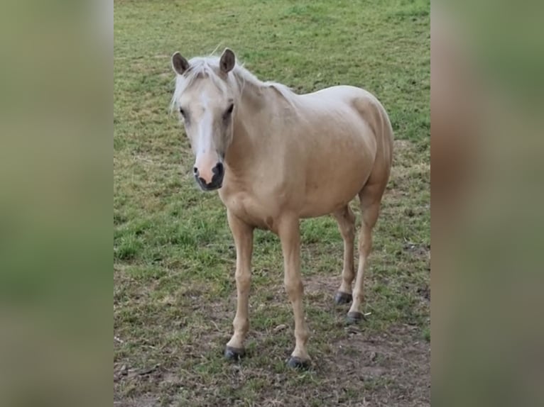 Koń półkrwi arabskiej (Arabian Partbred) Klacz 4 lat 146 cm Izabelowata in Haunetal