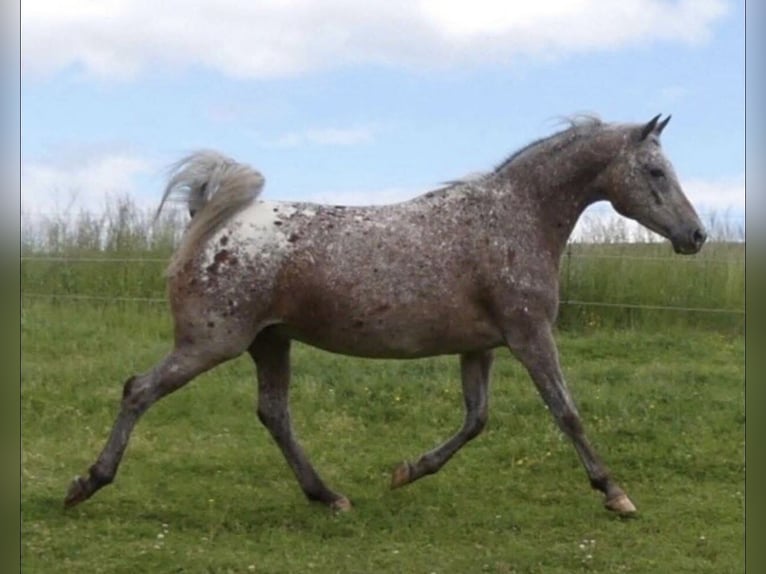 Koń półkrwi arabskiej (Arabian Partbred) Klacz 4 lat 146 cm Izabelowata in Haunetal
