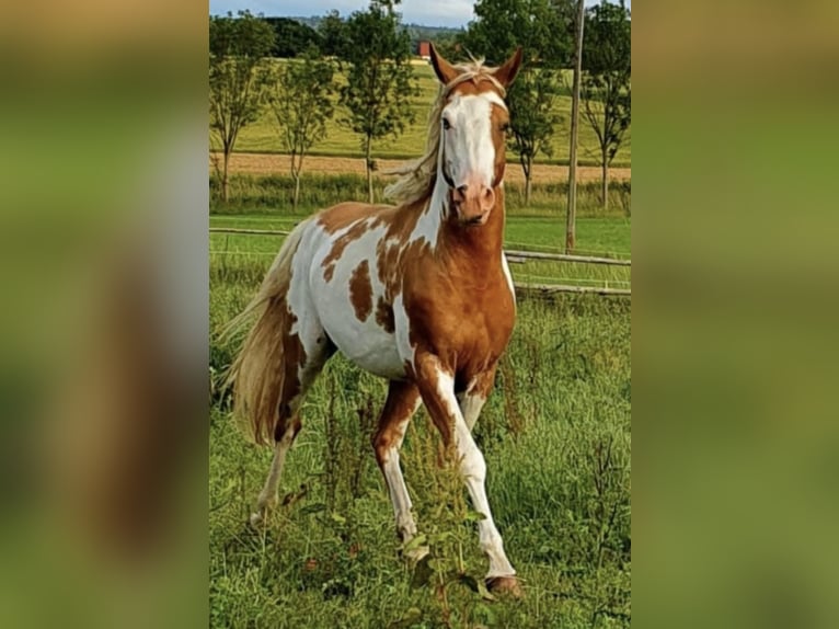 Koń półkrwi arabskiej (Arabian Partbred) Klacz 4 lat 146 cm Izabelowata in Haunetal