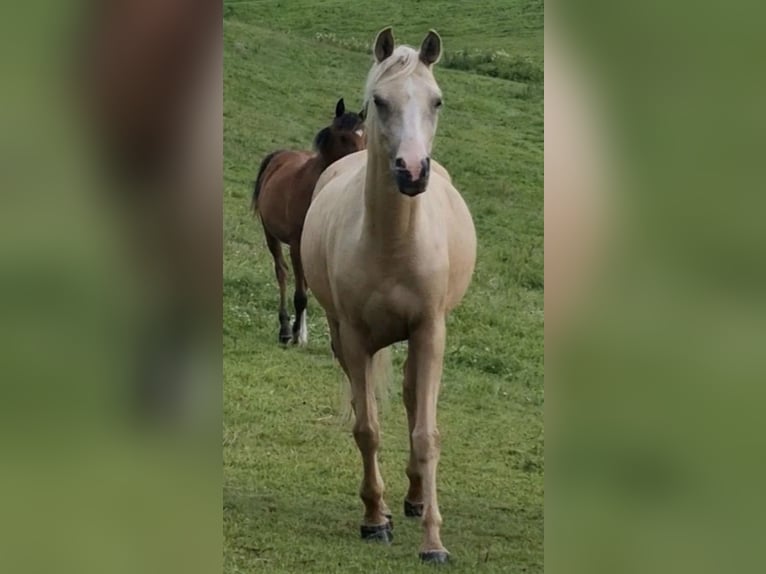 Koń półkrwi arabskiej (Arabian Partbred) Klacz 4 lat 146 cm Izabelowata in Haunetal