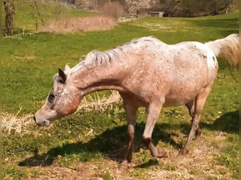 Koń półkrwi arabskiej (Arabian Partbred) Klacz 4 lat 146 cm Izabelowata in Haunetal
