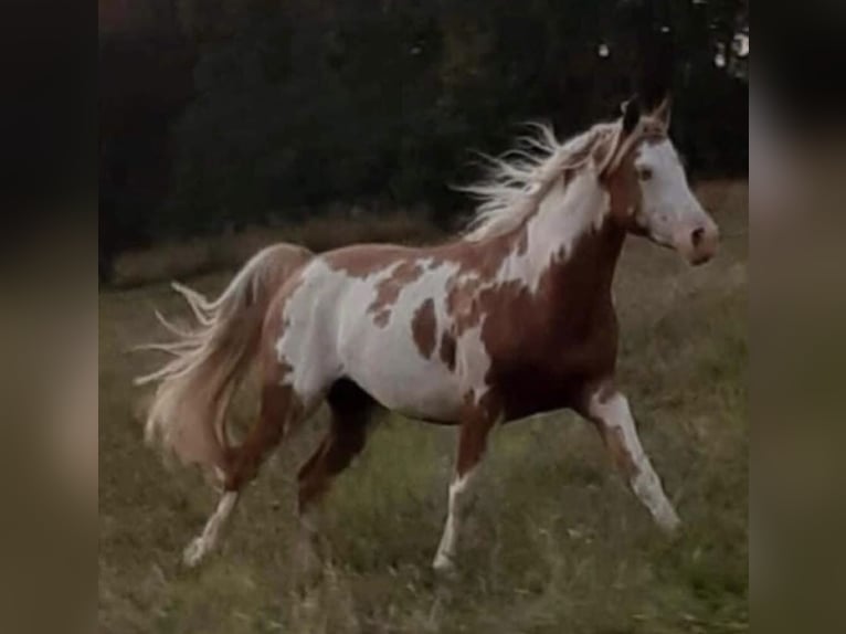 Koń półkrwi arabskiej (Arabian Partbred) Klacz 4 lat 146 cm Izabelowata in Haunetal