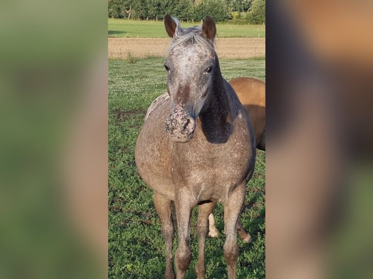 Koń półkrwi arabskiej (Arabian Partbred) Klacz 4 lat 146 cm Izabelowata in Haunetal