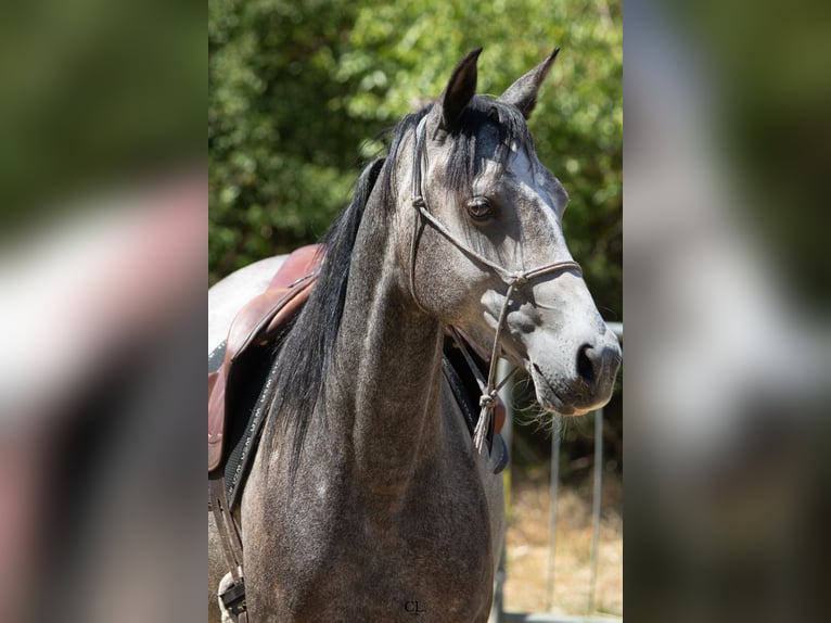 Koń półkrwi arabskiej (Arabian Partbred) Klacz 4 lat 150 cm Karosiwa in Chaponost