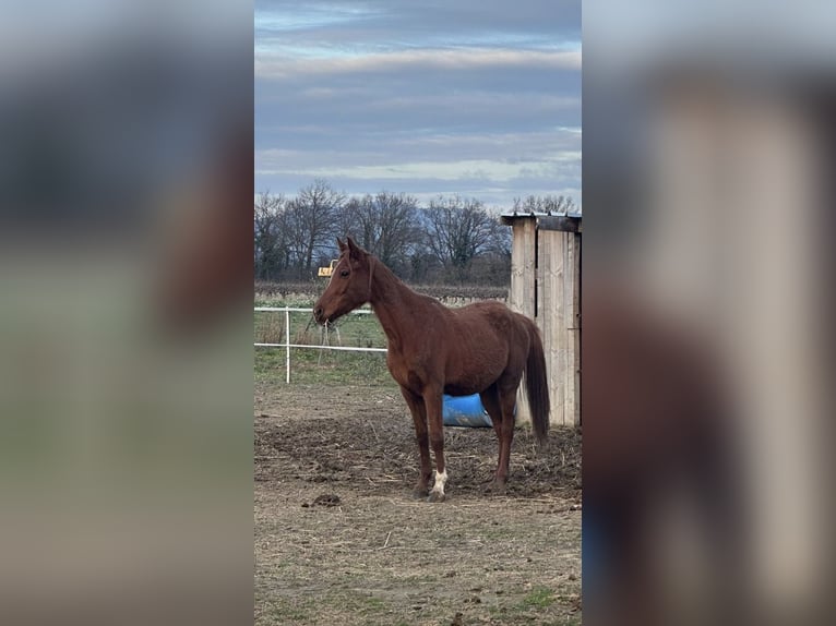 Koń półkrwi arabskiej (Arabian Partbred) Klacz 4 lat 150 cm Kasztanowata in Bédarrides
