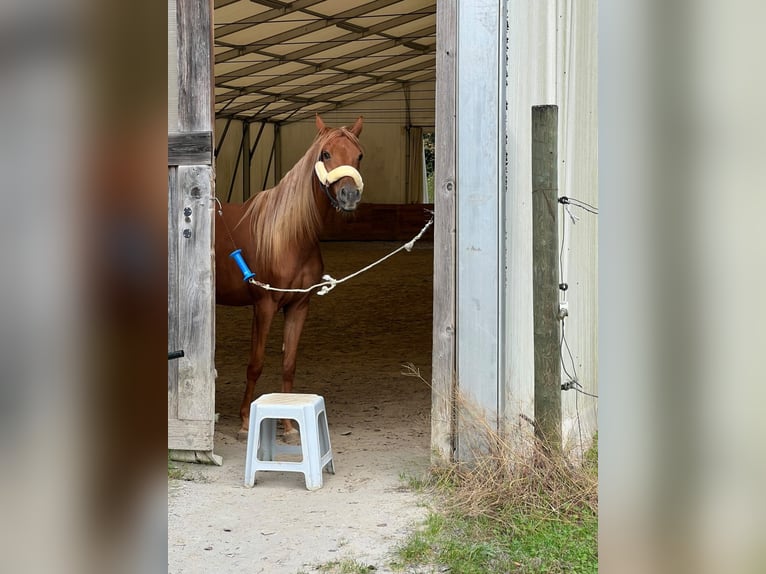 Koń półkrwi arabskiej (Arabian Partbred) Mix Klacz 4 lat 155 cm Ciemnokasztanowata in Ljubljana
