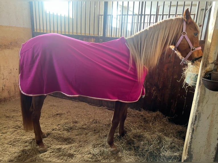 Koń półkrwi arabskiej (Arabian Partbred) Mix Klacz 4 lat 155 cm Ciemnokasztanowata in Ljubljana