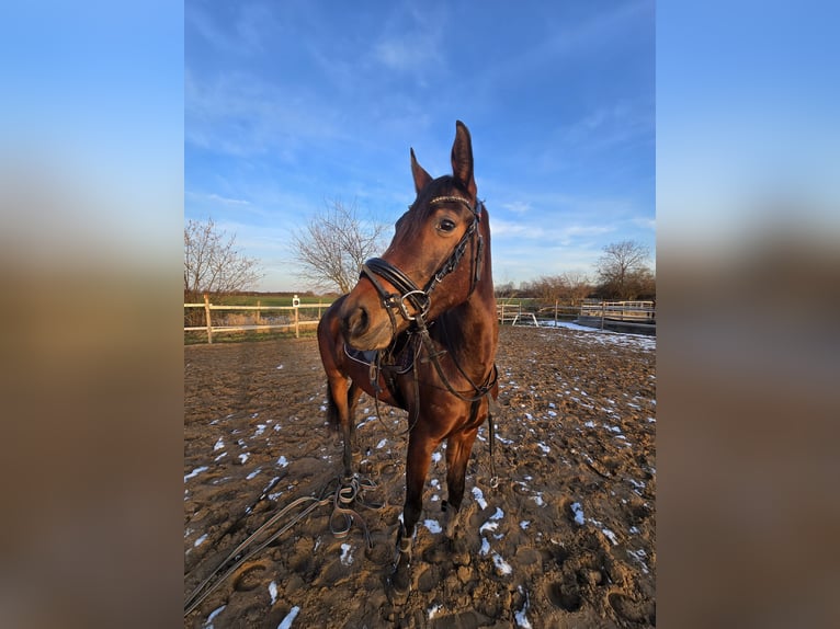 Koń półkrwi arabskiej (Arabian Partbred) Mix Klacz 4 lat 155 cm Gniada in K&#xF6;ln