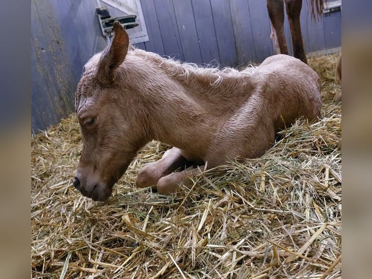 Koń półkrwi arabskiej (Arabian Partbred) Klacz 4 lat Izabelowata in Rohrbach