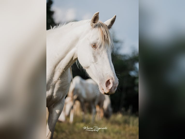 Koń półkrwi arabskiej (Arabian Partbred) Klacz 5 lat 151 cm Szampańska in Beaumont-Pied-de-Buf