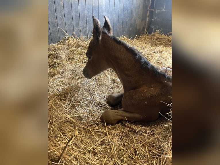 Koń półkrwi arabskiej (Arabian Partbred) Klacz 5 lat 153 cm Siwa in Chimay