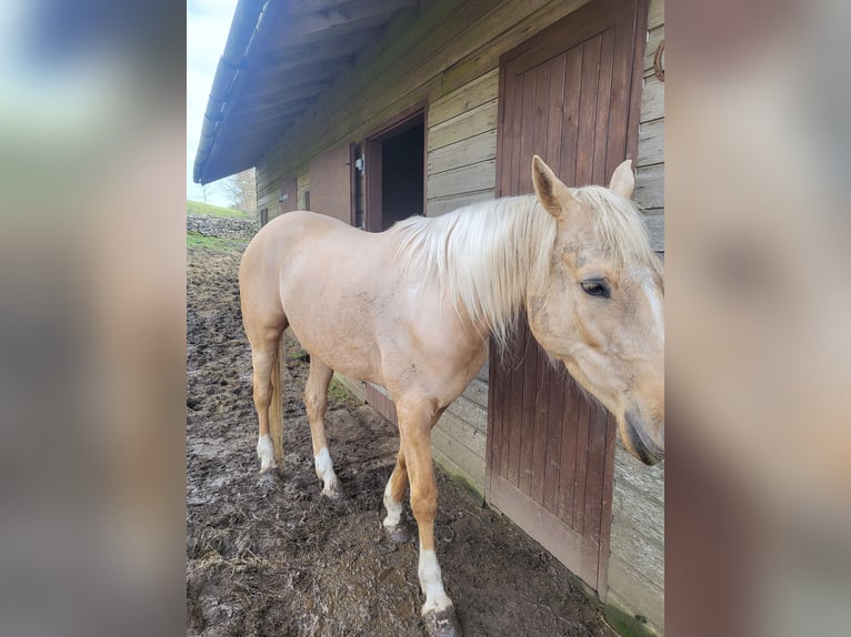 Koń półkrwi arabskiej (Arabian Partbred) Klacz 5 lat 163 cm Izabelowata in Cumbria