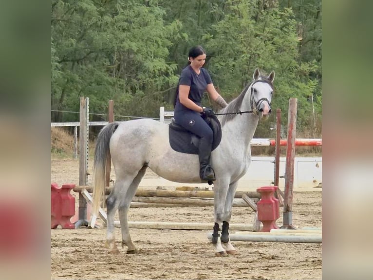 Koń półkrwi arabskiej (Arabian Partbred) Klacz 6 lat 163 cm Siwa jabłkowita in Debrecen