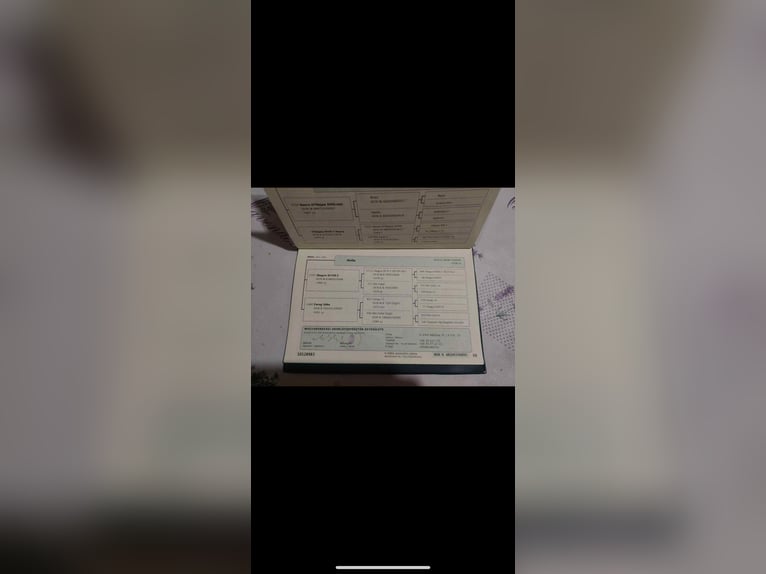 Koń półkrwi arabskiej (Arabian Partbred) Klacz 6 lat 163 cm Siwa jabłkowita in Debrecen