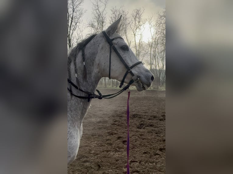 Koń półkrwi arabskiej (Arabian Partbred) Klacz 6 lat 163 cm Siwa jabłkowita in Debrecen