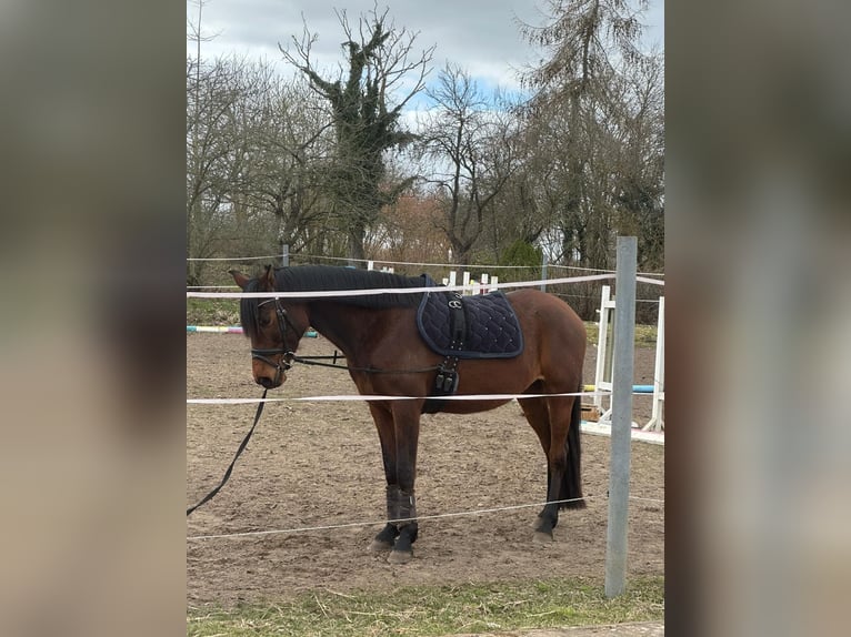 Koń półkrwi arabskiej (Arabian Partbred) Klacz 8 lat 158 cm Gniada in Waren