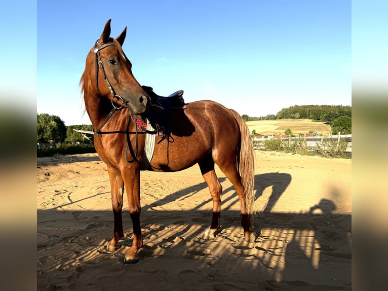 Koń półkrwi arabskiej (Arabian Partbred) Klacz 8 lat Ciemnokasztanowata in Neuhaus an der Pegnitz