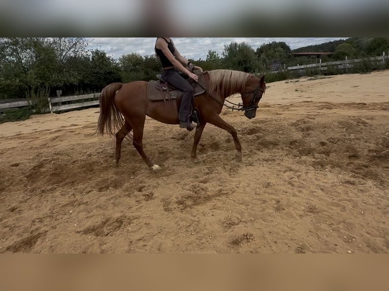 Koń półkrwi arabskiej (Arabian Partbred) Klacz 8 lat Kasztanowata in Neuhaus an der Pegnitz