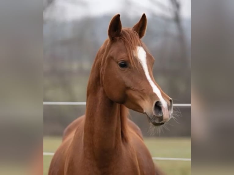 Koń półkrwi arabskiej (Arabian Partbred) Klacz 9 lat 148 cm Kasztanowata in Seeon-Seebruck