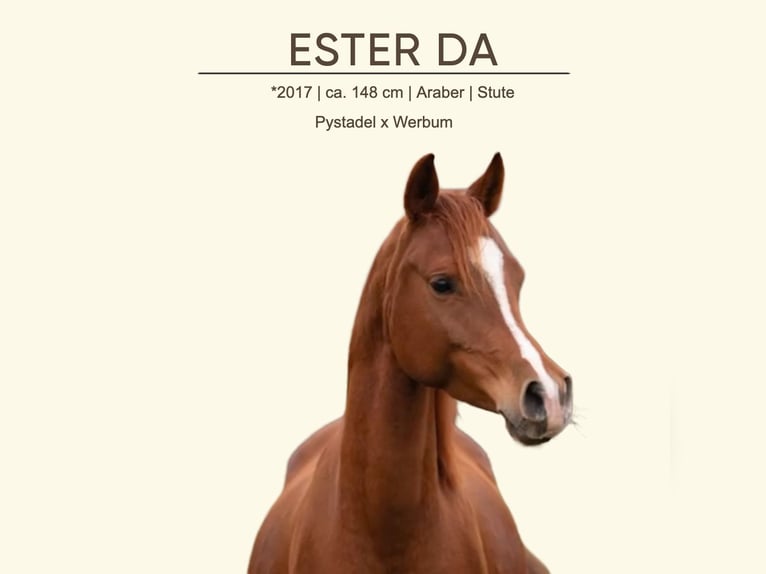 Koń półkrwi arabskiej (Arabian Partbred) Klacz 9 lat 148 cm Kasztanowata in Seeon-Seebruck