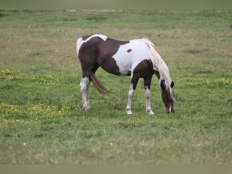 Koń półkrwi arabskiej (Arabian Partbred) Klacz 9 lat 153 cm Srokata in Löwenberger Land
