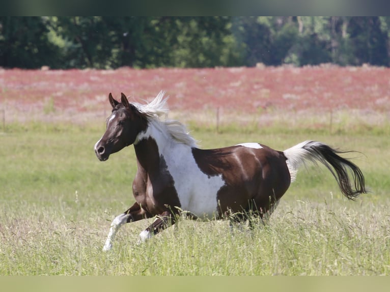 Koń półkrwi arabskiej (Arabian Partbred) Klacz 9 lat 153 cm Srokata in Löwenberger Land