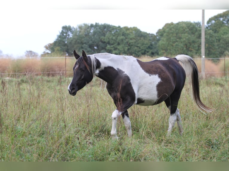 Koń półkrwi arabskiej (Arabian Partbred) Klacz 9 lat 153 cm Srokata in Löwenberger Land