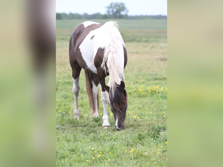 Koń półkrwi arabskiej (Arabian Partbred) Klacz 9 lat 153 cm Srokata in Löwenberger Land